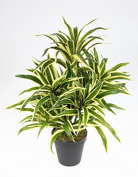Kunstpflanze Dracena 42cm im Topf DA künstliche Pflanzen Palmen, Seidenblum günstig online kaufen