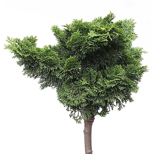 Hochstamm Muschelzypresse Nana Gracilis 80-100cm - Chamaecyparis obtusa günstig online kaufen