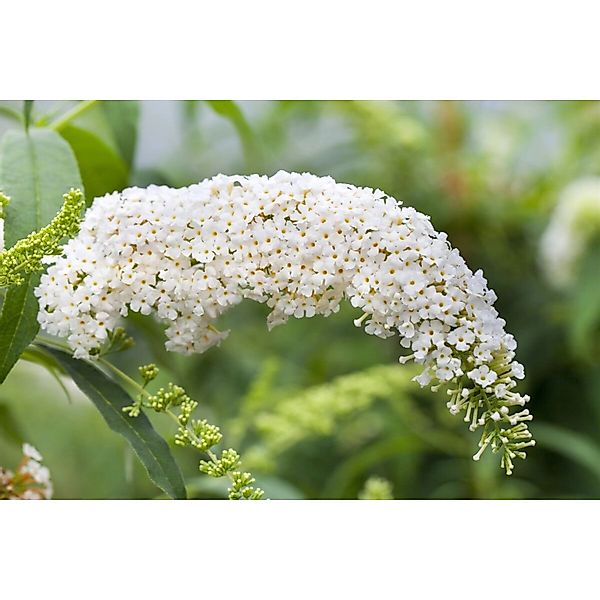 Buddleja Schmetterlingsstrauch White Bouquet 80-100 cm günstig online kaufen