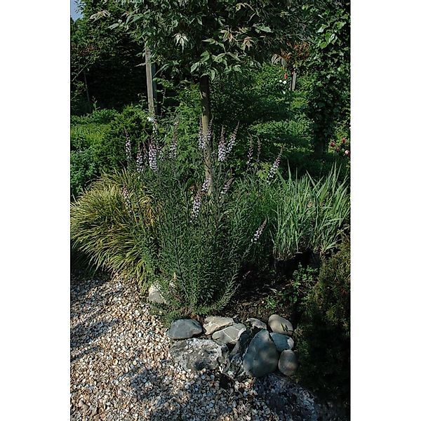 Linaria Purpurea Purpur Leinkraut Ca. 9x9 cm Topf günstig online kaufen
