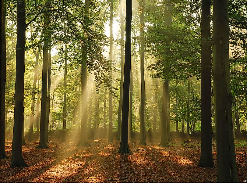 Papermoon Fototapete "Forest in the Morning" glatt günstig online kaufen