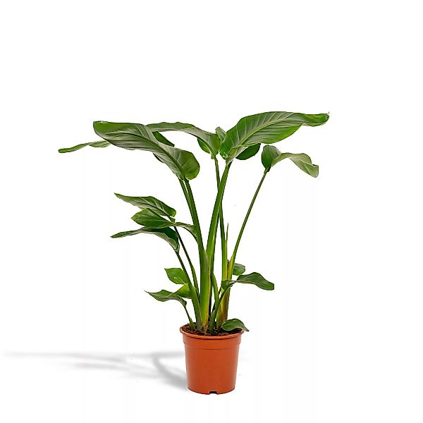Hello Plants | Strelitzia Nicolai günstig online kaufen