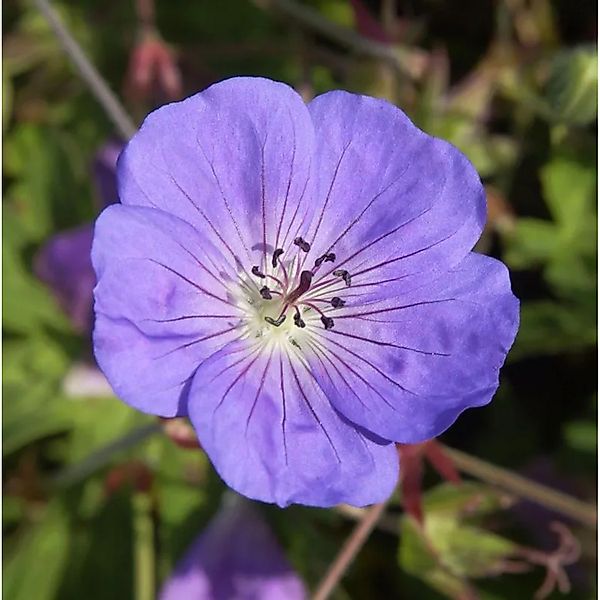 Storchenschnabel Rozanne - Geranium wallichianum günstig online kaufen