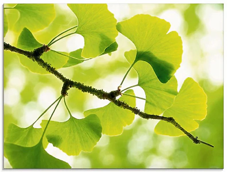 Artland Glasbild »Ginkgo« Blätter 1 Stk. tlg. in verschiedenen Größen günstig online kaufen