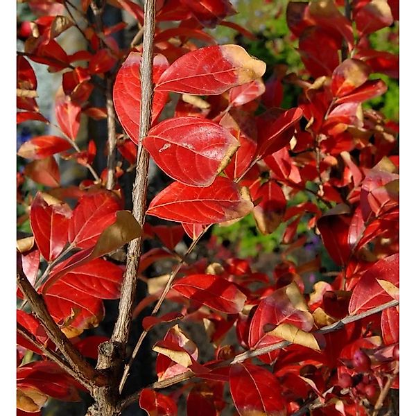 Chinesische Kräuselmyrte Enduring Red 30-40cm - Lagerstroemia indica günstig online kaufen