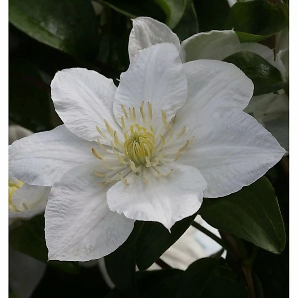 Waldrebe Apollonia 40-60cm - Clematis günstig online kaufen