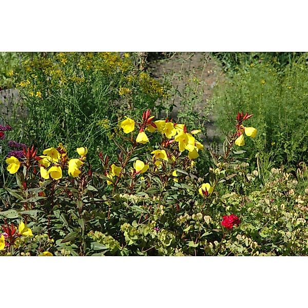 Oenothera Pilosella Yella Fella Nachtkerze Ca. 9x9 cm Topf günstig online kaufen