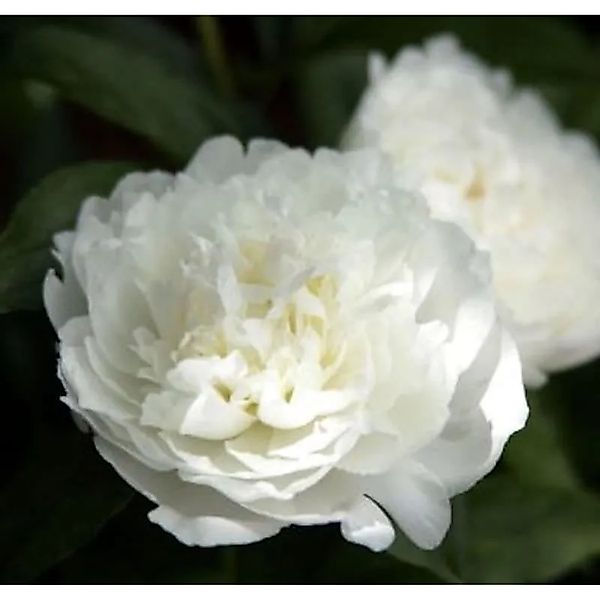 Edelpfingstrose Duchesse de Nemours - Paeonia,actiflora günstig online kaufen