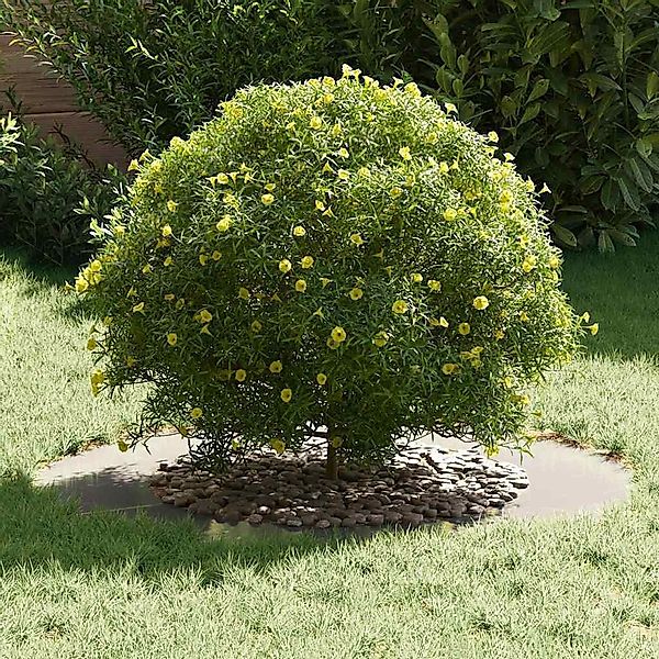 vidaXL Blumentopf Flache Baumringe 5 pcs günstig online kaufen