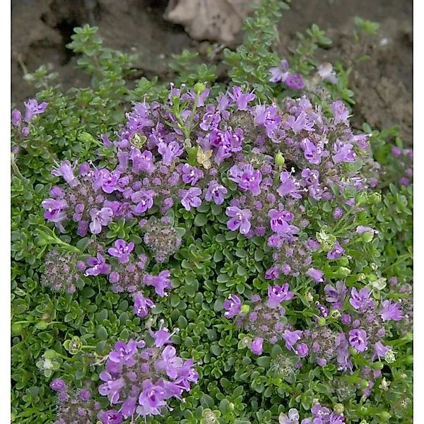 Teppich Thymian - Thymus praecox günstig online kaufen