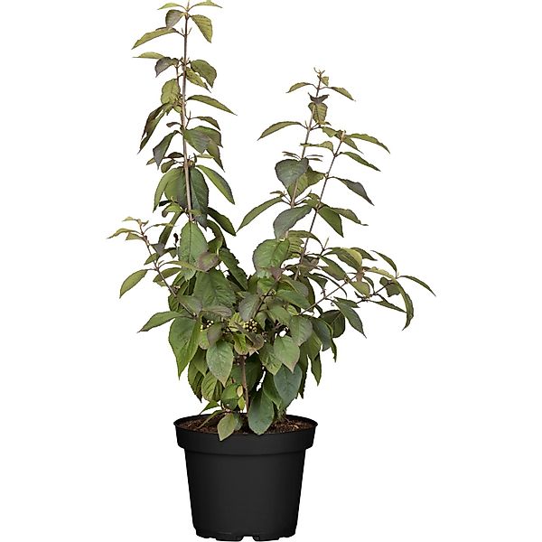 OBI Liebesperlenstrauch Profusion Lila Höhe ca. 40 - 60 cm cm Topf ca. 4 l günstig online kaufen