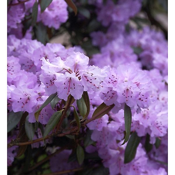 Immergrüne Wildart Rhododendron rubiginosum 40-50cm - Rhododendron rubigino günstig online kaufen