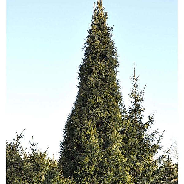 Säulenfichte Cupressina 80-100cm - Picea abies günstig online kaufen