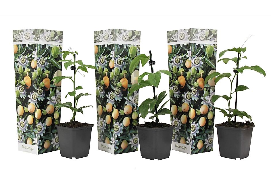 Perfect Plant | 3er Set Passiflora Edulis günstig online kaufen