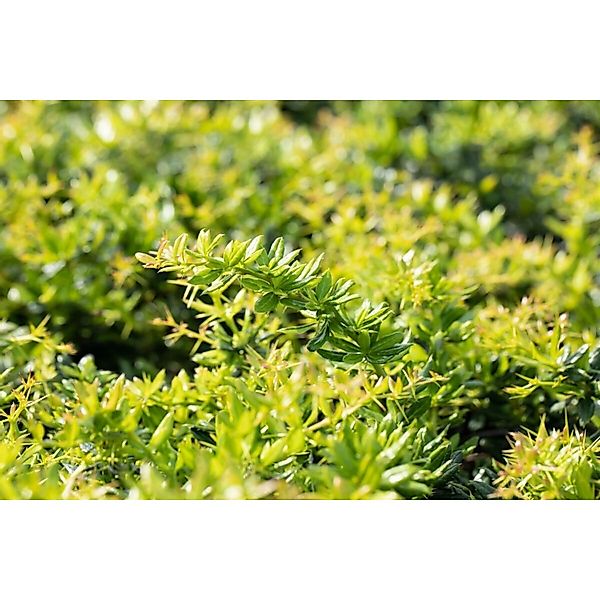Berberis candidula 40-50 cm günstig online kaufen