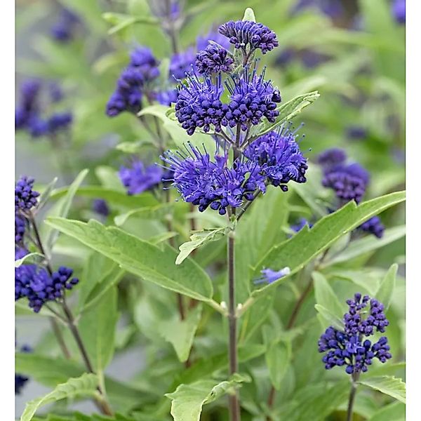 Bartblume Blue Dune 20-30cm - Caryopteris clandonensis günstig online kaufen