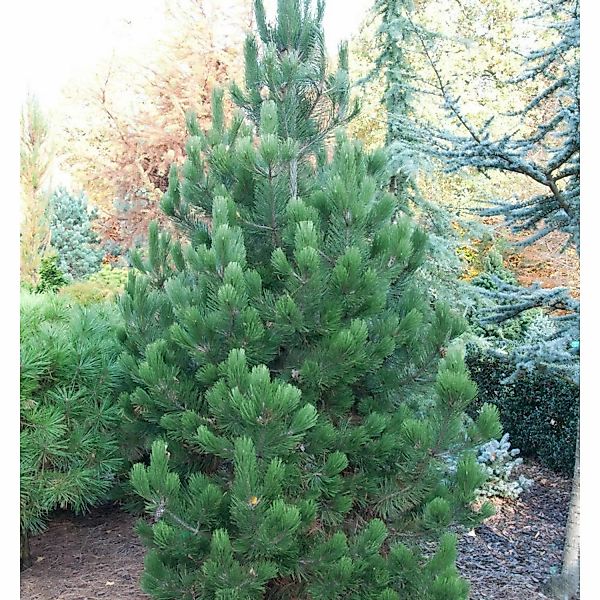 Bosnische Zwerg Kiefer Irish Bell 25-30cm - Pinus densiflora günstig online kaufen