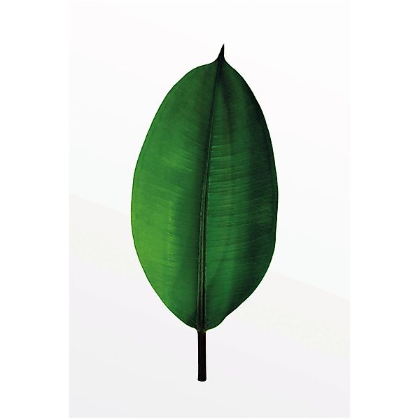 Komar Bild "Ficus Leaf" Blätter  Pflanzen 1 Stk. tlg. Wandbild zur Dekorati günstig online kaufen