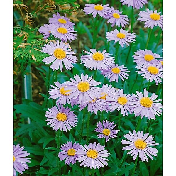 Aster Tongolensis Wartburgstern Sommeraster Gen. Ca. 9x9 cm Topf günstig online kaufen
