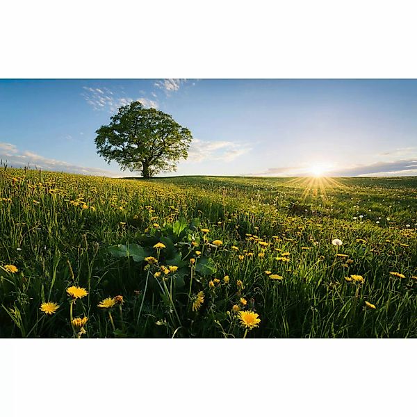 Komar Fototapete Frühling auf dem Land B/L: ca. 450x280 cm günstig online kaufen