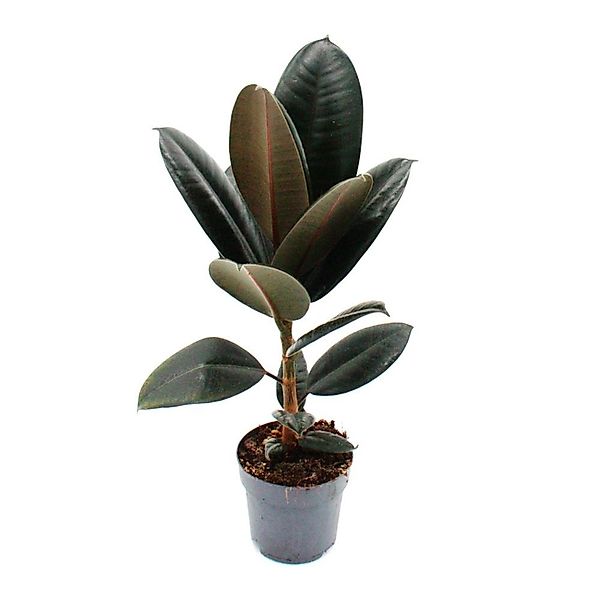 Exotenherz Zimmerpflanze Gummibaum - Ficus elastica "Abidjan" - 11cm Topf günstig online kaufen