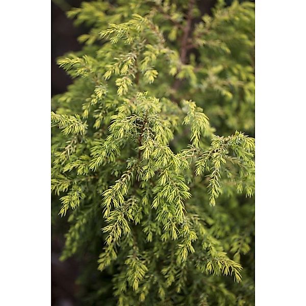 Juniperus Communis Gold Cone Wacholder Goldgelb 40–60 cm günstig online kaufen
