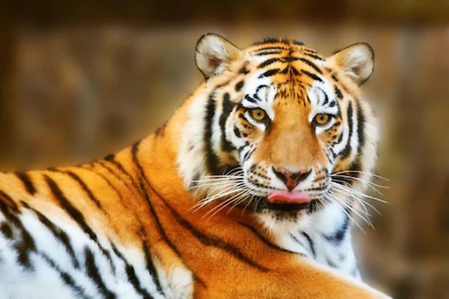 Papermoon Fototapete »Resting Tiger« günstig online kaufen