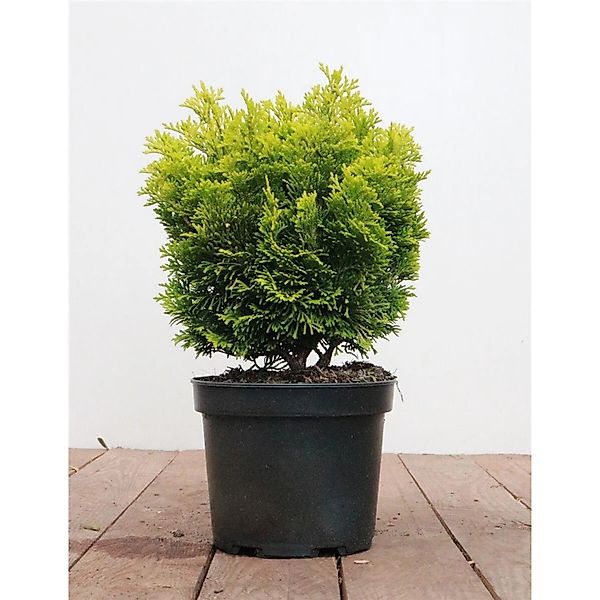 Chamaecyparis Obtusa Nana Aurea Hinoki-Scheinzypresse Goldgelb 20–25 cm günstig online kaufen