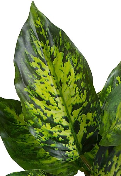 Botanic-Haus Künstliche Zimmerpflanze »Dieffenbachia Tropic« günstig online kaufen