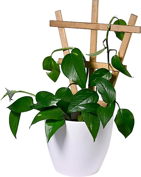 dobar Rankhilfe Positano Set, 4 St., günstig online kaufen