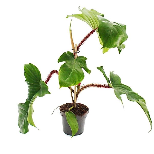 Exotenherz Philodendron Squamiferum Der Wilde Rotstielige Baumfreund 12cm T günstig online kaufen