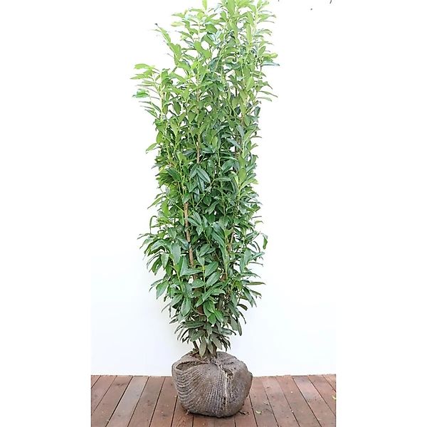 Prunus,aurocerasus 'Genolia' -R- 150-175 cm günstig online kaufen