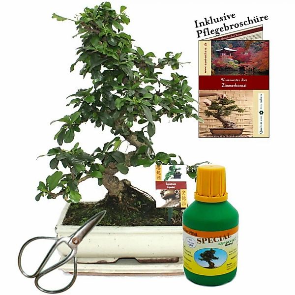 Exotenherz Bonsai Fukientee Carmona Microphylla ca. 10 Jahre 25cm Schale Ge günstig online kaufen