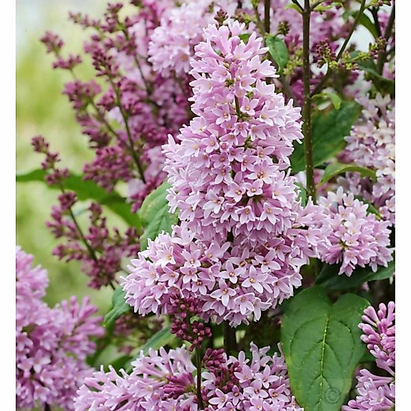 Edelflieder Minuet - Kircher-Collection 80-100cm - Syringa hyacinthiflora günstig online kaufen