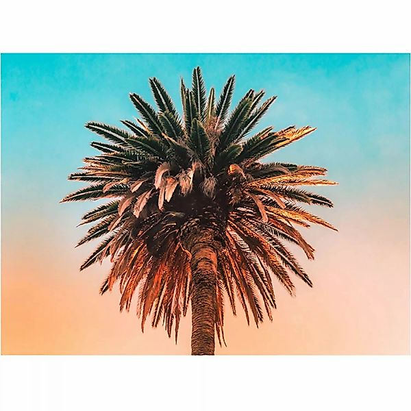 Komar Wandbild Palm Tree 40 x 30 cm günstig online kaufen