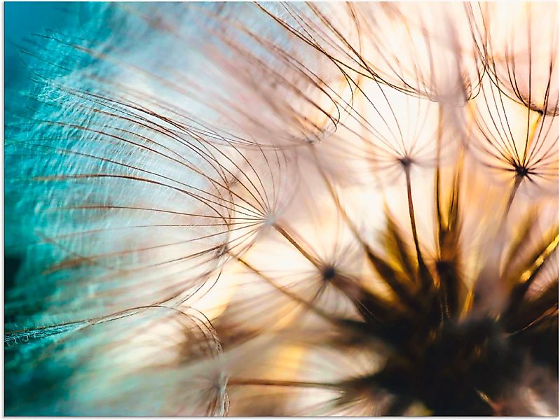 Artland Wandbild "Pusteblume Makro abstrakt" Blumen 1 Stk. tlg. als Alubild günstig online kaufen