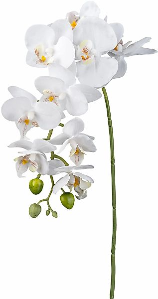 Creativ green Kunstorchidee "Orchidee Phalaenopsis", mit real-touch-Blüten günstig online kaufen