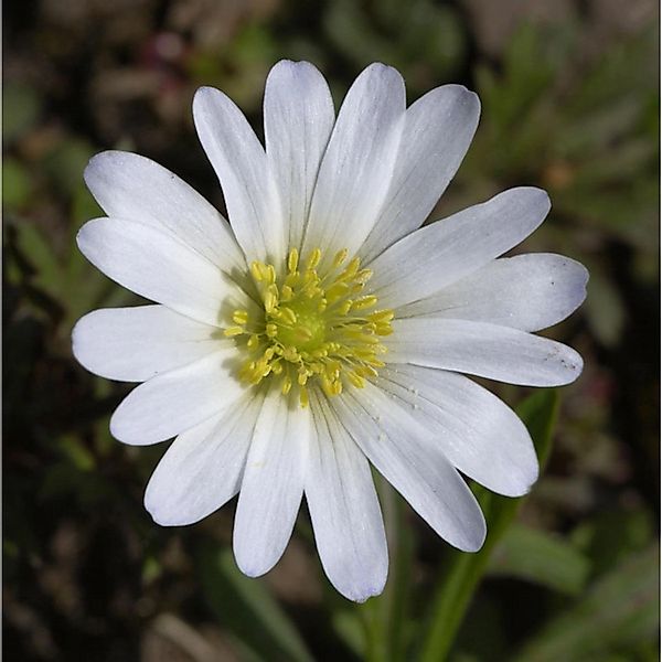 Balkanwindröschen White Splendour - Anemone blanda günstig online kaufen