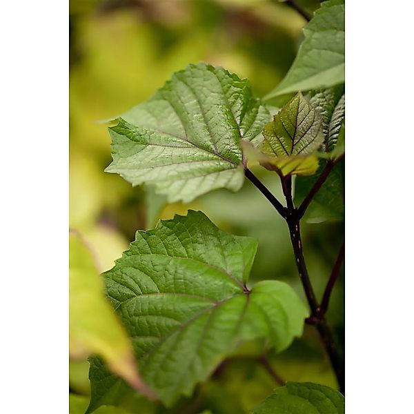 Heptacodium Miconioides Sieben-Söhne-Des-Himmels-Strauch 150–175 cm günstig online kaufen