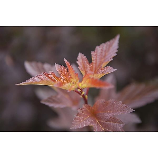 Physocarpus Opulifolius Andre Blasenspiere 100–125 cm Auffällig günstig online kaufen