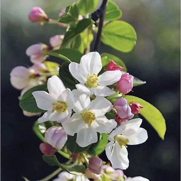 Hochstamm Zierapfel Adirondack 80-100cm - Malus günstig online kaufen