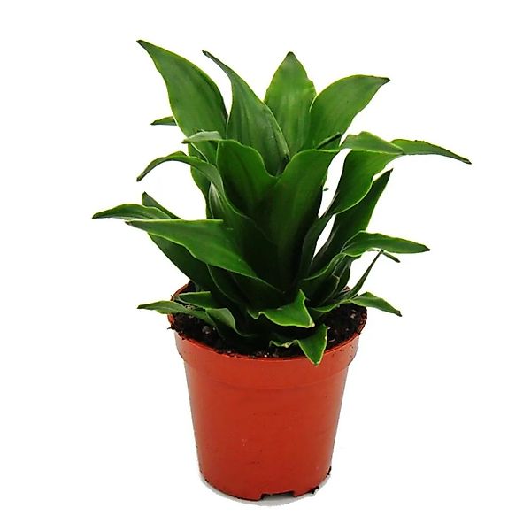 Exotenherz Zimmerpflanze Mini-Pflanze Dracaena compacta Drachenbaum im 5,5c günstig online kaufen