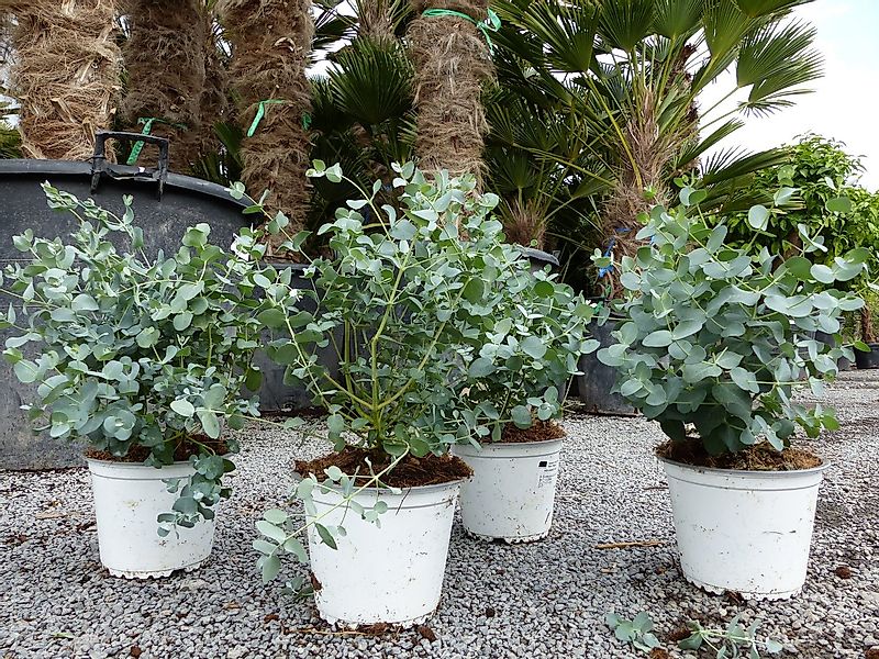 gruenwaren jakubik Zierstrauch 4 Stk Eucalyptus Gunnii Busch Kugel Eukalypt günstig online kaufen