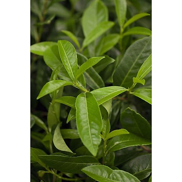Prunus laurocerasus 'Diana' 125-150 cm günstig online kaufen