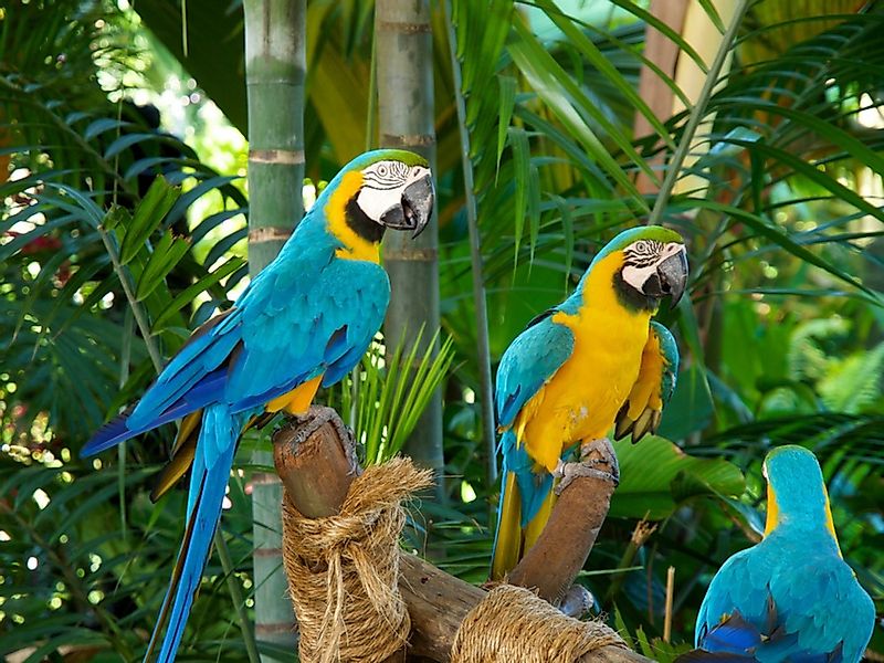 LA CUTE Malen nach Zahlen 5d Diamond Painting Papageien Malen nach Zahlen 3 günstig online kaufen