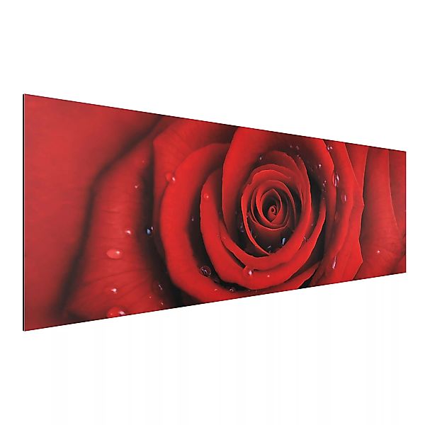 Alu-Dibond Bild Blumen - Panorama Rote Rose mit Wassertropfen günstig online kaufen
