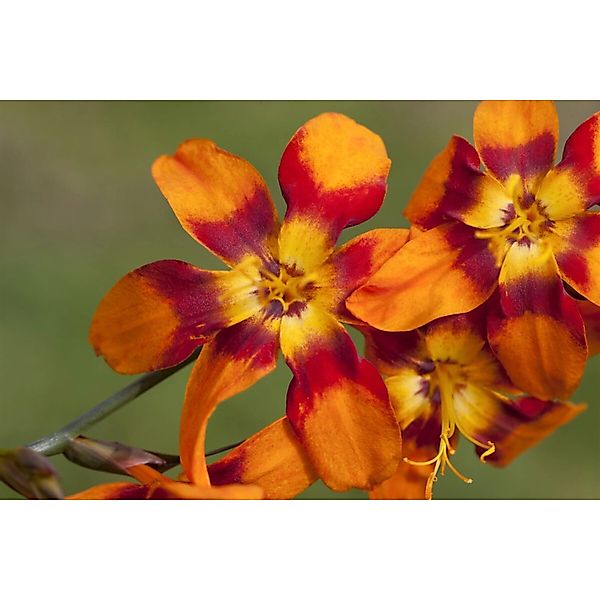 Crocosmia X Crocosmiifl.'emily Mckenzie' Montbretie 2-3 Liter Container günstig online kaufen