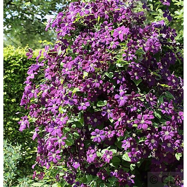 Robuste Waldrebe Etoile Violette 60-80cm - Clematis viticella günstig online kaufen