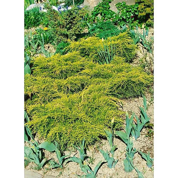 Juniperus Chinensis Goldfern Wacholder Goldgrün 20–25 cm günstig online kaufen