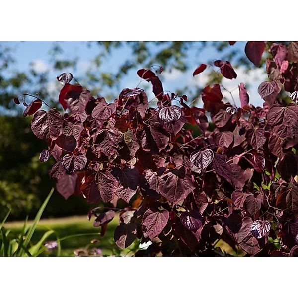 Cercis Canadensis Merlot Judasbaum Dunkelrot 100–125 cm günstig online kaufen